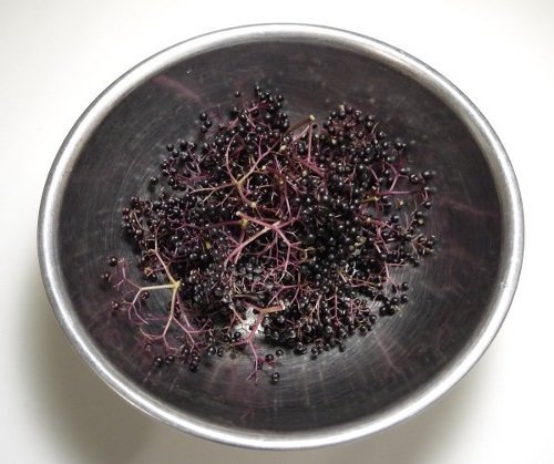 Frutos de sauco